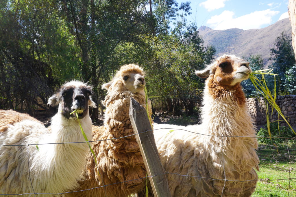 alpacas