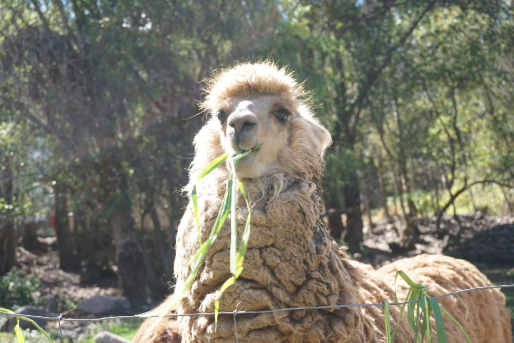 alpaca_peru