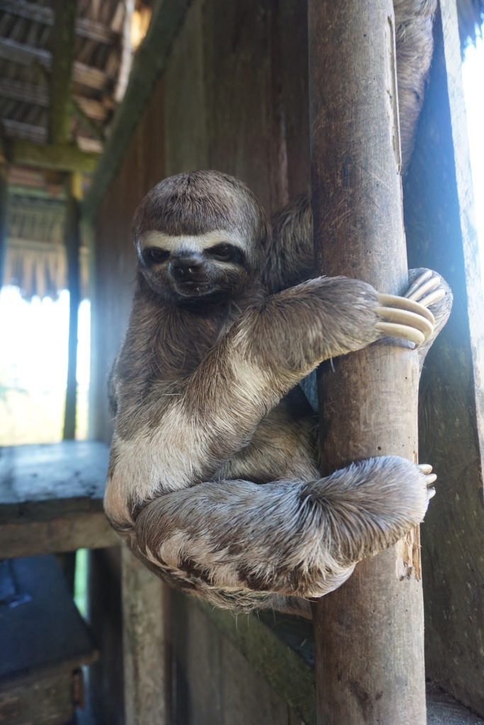 Sloth in amazon