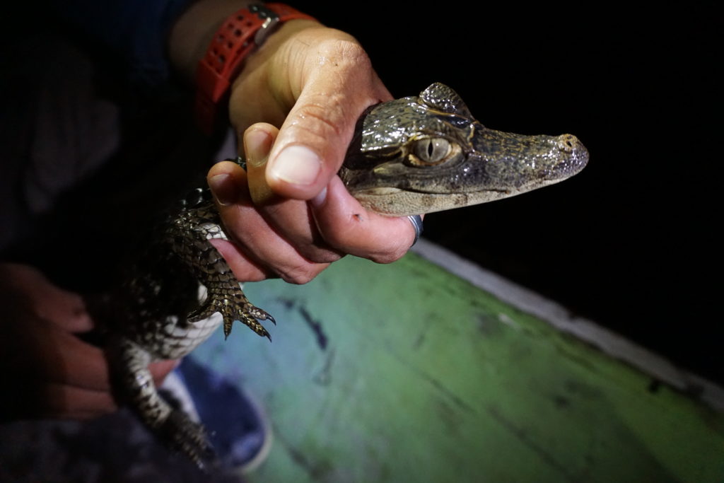 caiman amazon rainforest iquitos peru