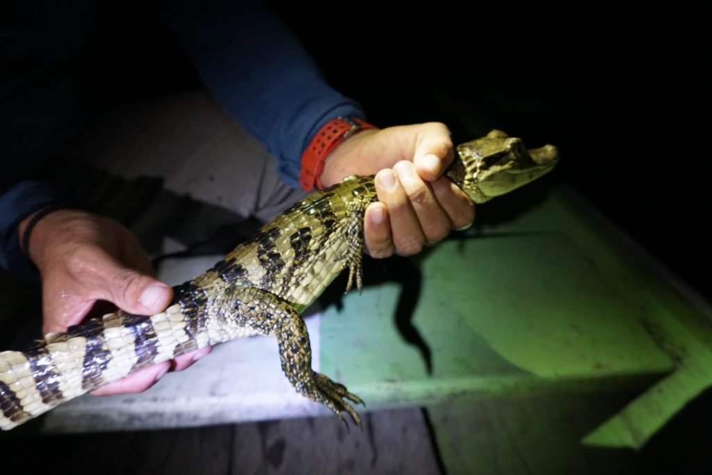 caiman amazon rainforest iquitos peru