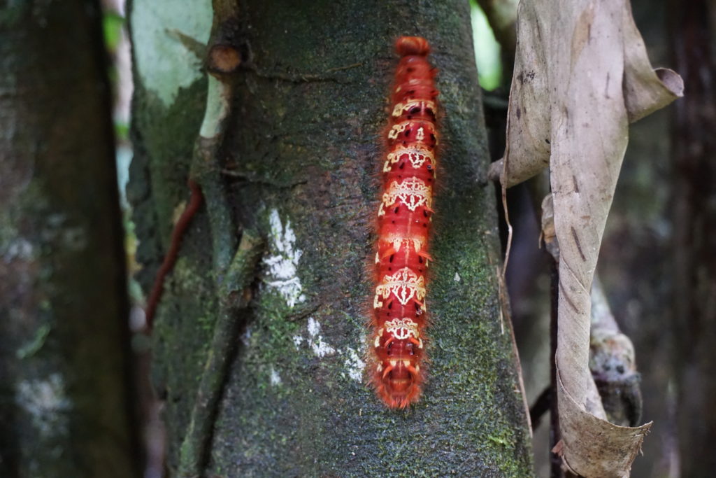 caterpillar amazon rainforest iquitos peru