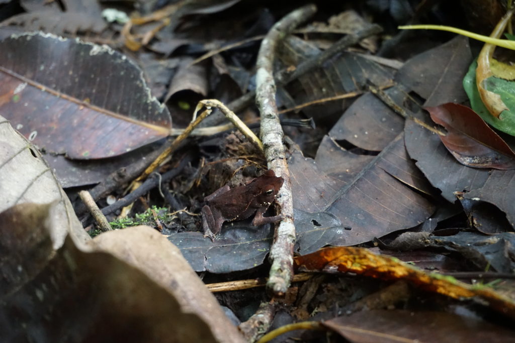 frog amazon rainforest iquitos peru