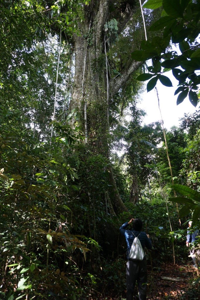 amazon rainforest iquitos peru