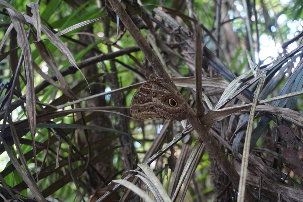 owl butterfly 