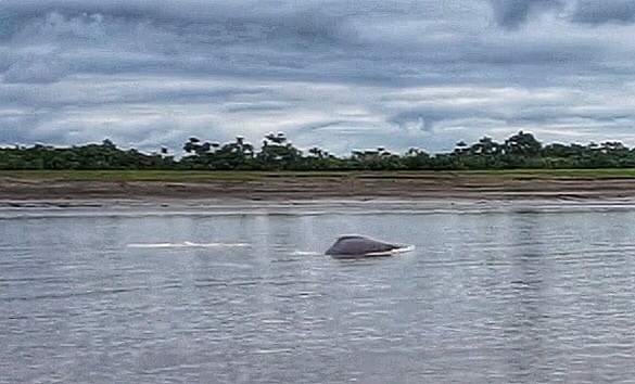 pink dolphin amazon rainforest iquitos peru