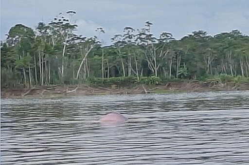 amazon rainforest iquitos peru