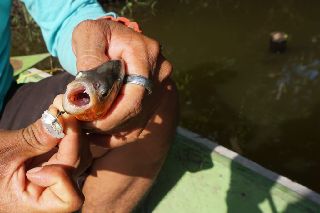 piranha amazon rainforest iquitos peru