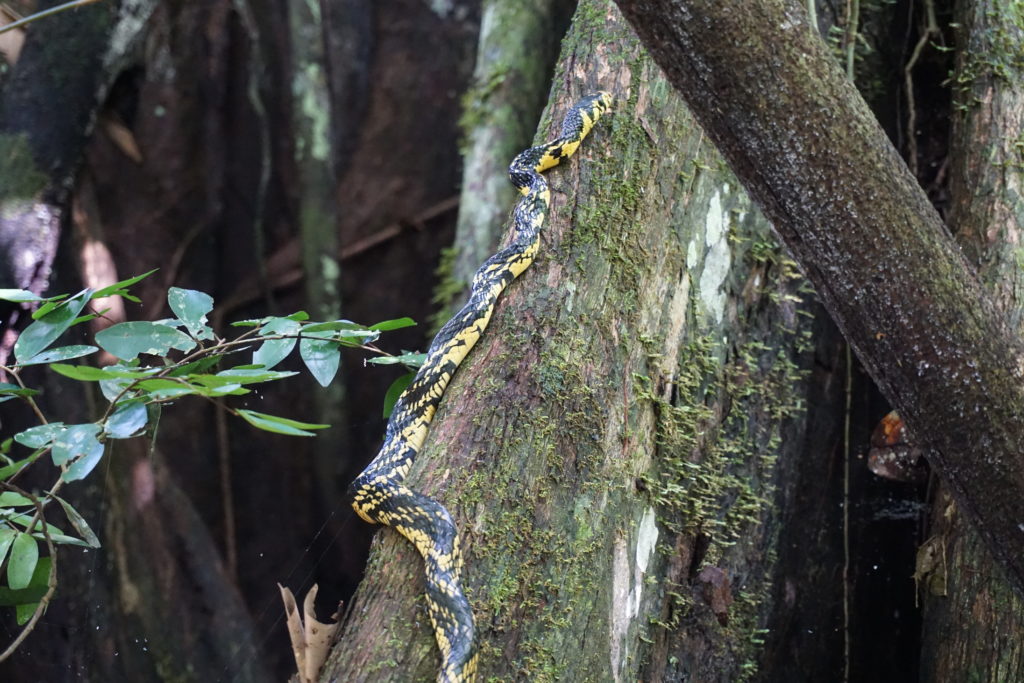 snake amazon rainforest iquitos peru