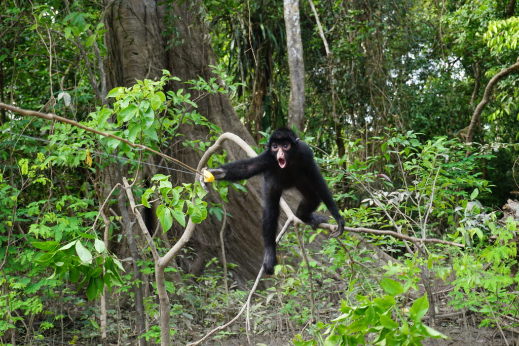 spider monkey amazon rainforest iquitos peru