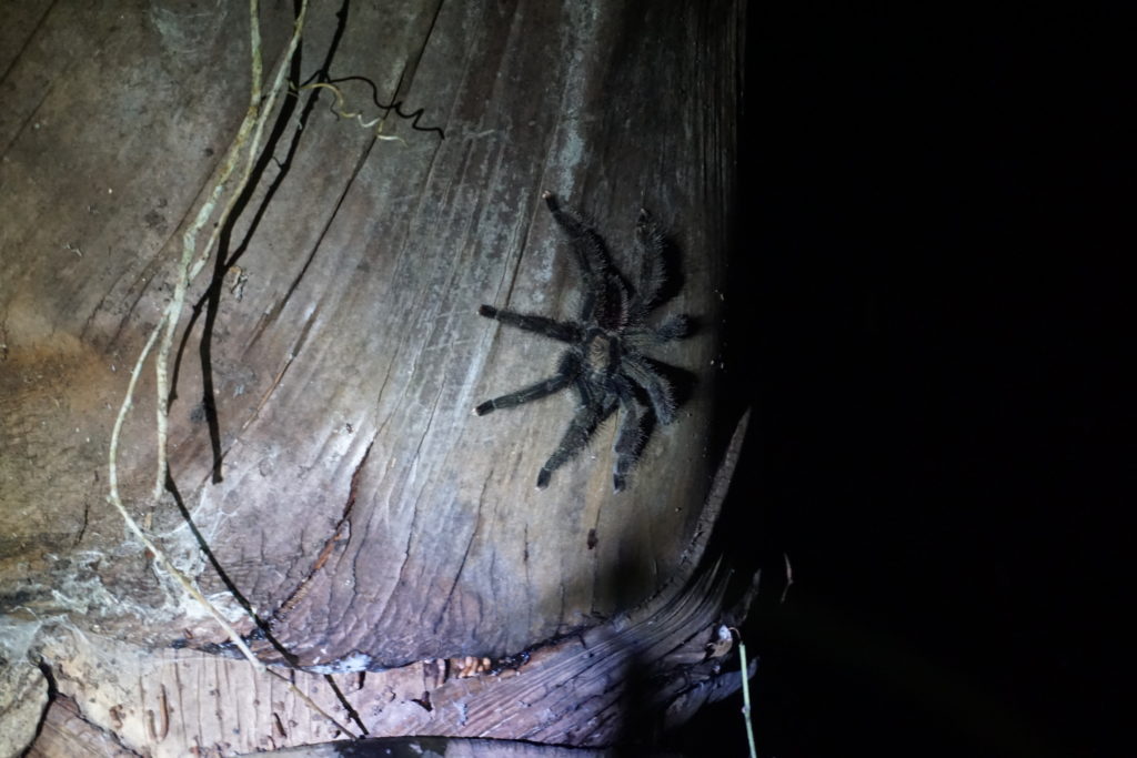 tarantula sighting amazon rainforest iquitos peru