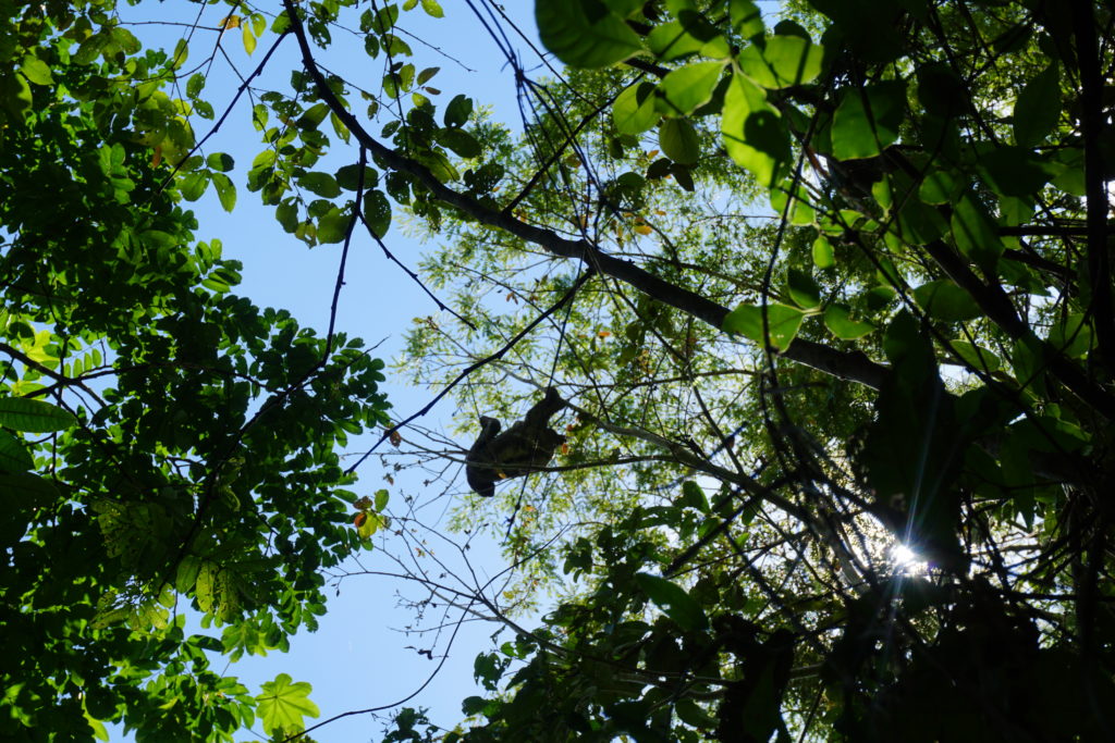 sloth amazon rainforest iquitos peru