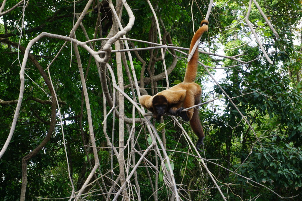 woolly monkey amazon rainforest iquitos peru