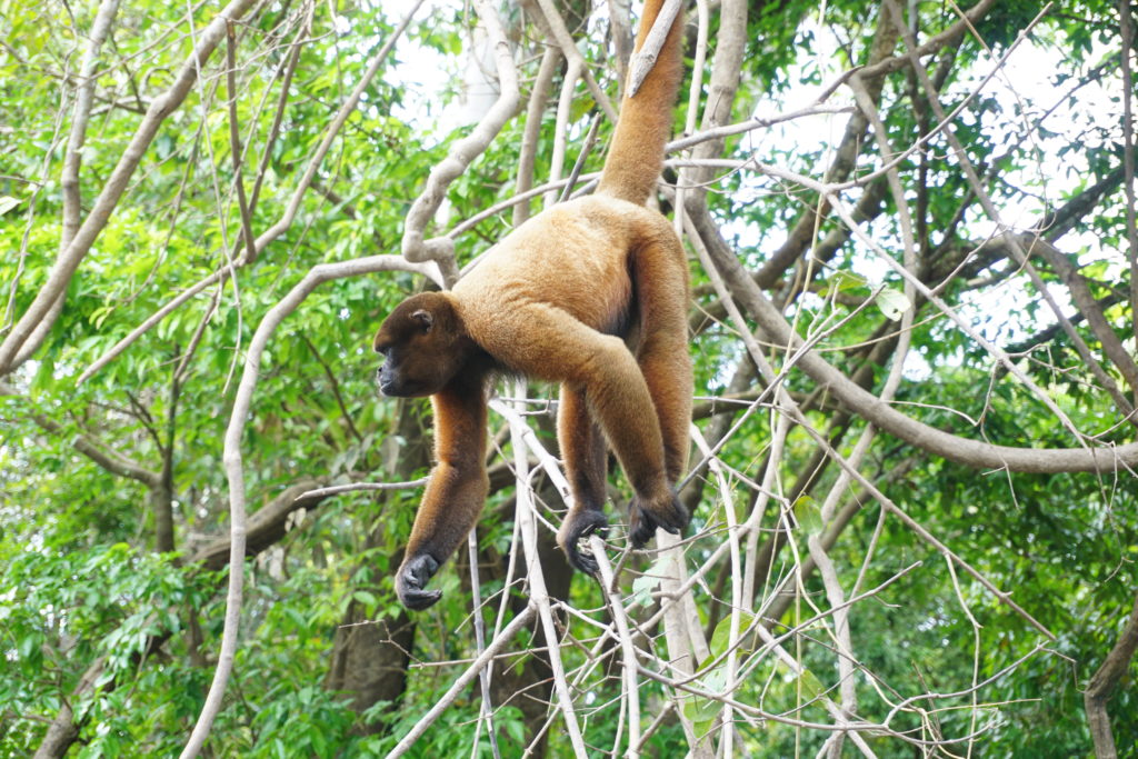 woolly monkey amazon rainforest iquitos peru